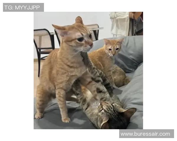 姚明与猫咪的温馨时刻揭秘大个子如何与小动物亲密互动