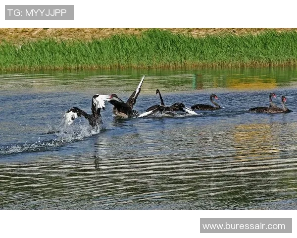 足球明星们在休闲时光中观看猫咪视频的趣味瞬间与温馨时刻